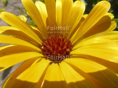 Fair Trade Photo Closeup, Colour image, Day, Flower, Horizontal, Nature, Outdoor, Peru, Seasons, South America, Summer, Yellow