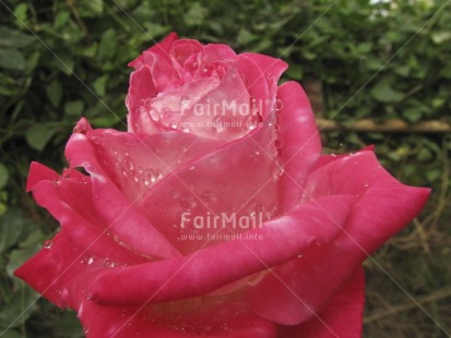 Fair Trade Photo Closeup, Colour image, Day, Flower, Garden, Green, Horizontal, Outdoor, Peru, Pink, Rose, Seasons, South America, Summer, Waterdrop