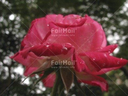 Fair Trade Photo Closeup, Colour image, Day, Flower, Garden, Green, Horizontal, Outdoor, Peru, Pink, Rose, Seasons, South America, Summer, Waterdrop