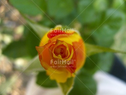 Fair Trade Photo Colour image, Day, Flower, Focus on foreground, Food and alimentation, Fruits, Green, High angle view, Horizontal, Nature, Orange, Outdoor, Peru, South America, Yellow