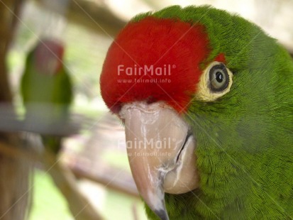 Fair Trade Photo Activity, Animals, Bird, Closeup, Colour image, Day, Green, Horizontal, Looking at camera, Outdoor, Parrot, Peru, Red, South America, Wildlife