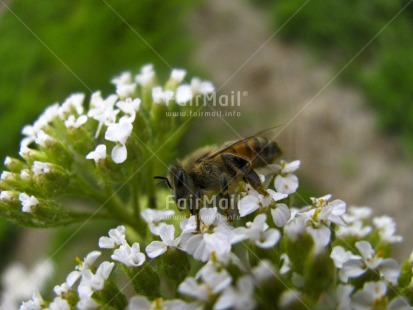 Fair Trade Photo Animals, Bee, Colour image, Day, Environment, Flower, Focus on foreground, Garden, Green, Horizontal, Insect, Nature, Outdoor, Peru, Seasons, South America, Spring, Summer, Sustainability, Values, White