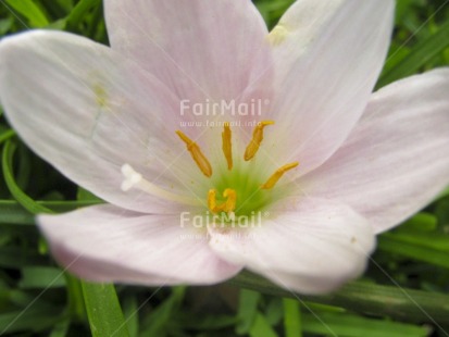 Fair Trade Photo Closeup, Colour image, Day, Flower, Horizontal, Nature, Outdoor, Peru, South America, White, Yellow