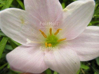 Fair Trade Photo Closeup, Colour image, Day, Flower, Horizontal, Nature, Outdoor, Peru, South America, White, Yellow