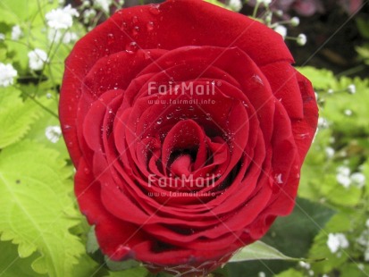 Fair Trade Photo Closeup, Colour image, Day, Flower, Horizontal, Love, Outdoor, Peru, Red, Rose, South America, Valentines day, Waterdrop