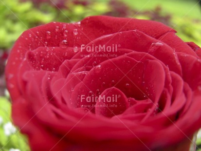 Fair Trade Photo Closeup, Colour image, Day, Flower, Horizontal, Love, Outdoor, Peru, Red, Rose, South America, Valentines day, Waterdrop
