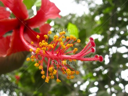 Fair Trade Photo Closeup, Colour image, Day, Flower, Focus on foreground, Green, Horizontal, Nature, Outdoor, Peru, Red, South America, Tree, Yellow