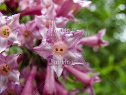 Fair Trade Photo Closeup, Colour image, Day, Flower, Focus on foreground, Green, Horizontal, Nature, Outdoor, Peru, Purple, South America, Tree