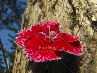 Fair Trade Photo Colour image, Day, Flower, Forest, Horizontal, Low angle view, Nature, Outdoor, Peru, Red, South America, Tree