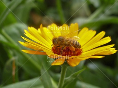 Fair Trade Photo Animals, Bee, Closeup, Colour image, Day, Flower, Horizontal, Nature, Outdoor, Peru, Seasons, South America, Spring, Summer, Yellow