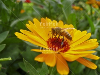 Fair Trade Photo Animals, Bee, Closeup, Colour image, Day, Flower, Horizontal, Nature, Outdoor, Peru, Seasons, South America, Spring, Summer, Yellow