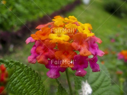 Fair Trade Photo Animals, Bee, Closeup, Colour image, Day, Flower, Horizontal, Nature, Outdoor, Peru, Pink, Seasons, South America, Spring, Summer, Yellow