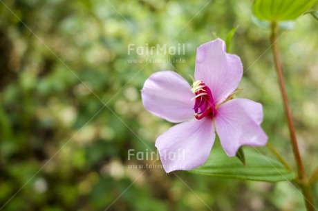 Fair Trade Photo Colour image, Day, Flower, Focus on foreground, Forest, Garden, Horizontal, Nature, Outdoor, Peru, Pink, Seasons, South America, Summer