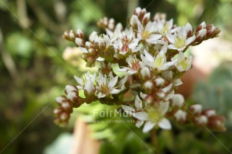 Fair Trade Photo Colour image, Day, Flower, Focus on foreground, Forest, Garden, Horizontal, Nature, Outdoor, Peru, Seasons, South America, Summer, White