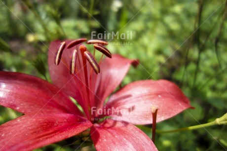 Fair Trade Photo Colour image, Day, Flower, Focus on foreground, Forest, Garden, Green, Horizontal, Nature, Outdoor, Peru, Red, Seasons, South America, Summer