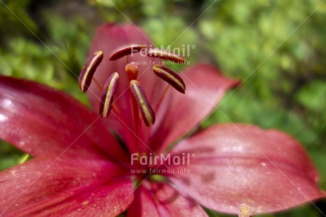 Fair Trade Photo Closeup, Colour image, Day, Flower, Focus on foreground, Forest, Garden, Green, Horizontal, Nature, Outdoor, Peru, Red, Seasons, South America, Summer