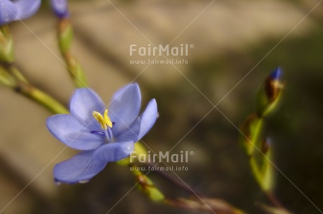 Fair Trade Photo Colour image, Day, Flower, Focus on foreground, Forest, Garden, Green, Horizontal, Nature, Outdoor, Peru, Purple, Seasons, South America, Summer