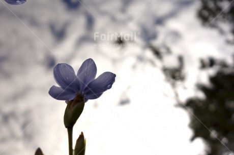 Fair Trade Photo Colour image, Condolence-Sympathy, Evening, Flower, Focus on foreground, Forest, Garden, Green, Horizontal, Nature, Outdoor, Peru, Purple, South America