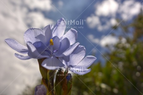 Fair Trade Photo Closeup, Colour image, Day, Flower, Focus on foreground, Garden, Horizontal, Nature, Outdoor, Peru, Purple, Seasons, Sky, South America, Summer