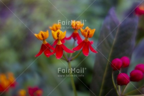Fair Trade Photo Closeup, Colour image, Day, Flower, Focus on foreground, Garden, Horizontal, Outdoor, Peru, Red, South America, Yellow