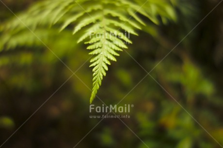 Fair Trade Photo Closeup, Colour image, Condolence-Sympathy, Focus on foreground, Forest, Garden, Green, Horizontal, Leaf, Nature, Peru, Plant, South America, Spirituality