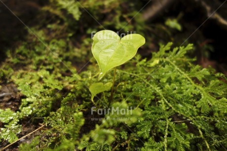 Fair Trade Photo Colour image, Day, Forest, Green, Horizontal, Leaf, Nature, Outdoor, Peru, South America