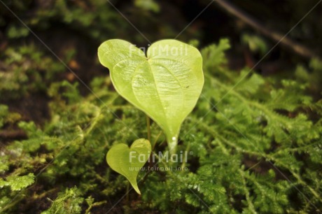 Fair Trade Photo Colour image, Day, Forest, Green, Horizontal, Leaf, Nature, Outdoor, Peru, South America