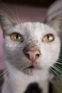 Fair Trade Photo Activity, Animals, Cat, Closeup, Colour image, Funny, Looking at camera, Peru, South America, Vertical