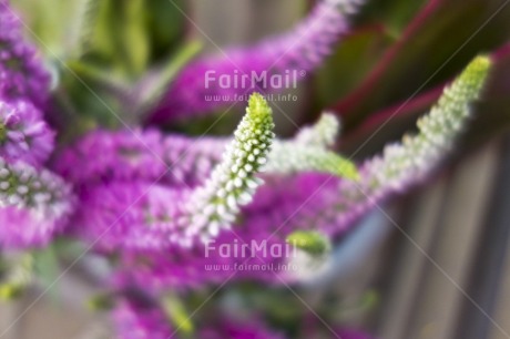 Fair Trade Photo Artistique, Colour image, Day, Flower, Focus on foreground, Garden, Horizontal, Outdoor, Peru, Purple, South America, White