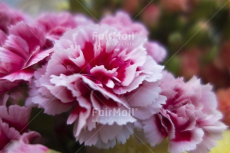 Fair Trade Photo Artistique, Colour image, Day, Flower, Focus on foreground, Garden, Horizontal, Outdoor, Peru, Pink, South America, White