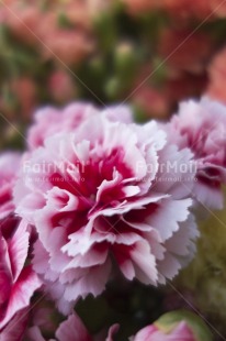 Fair Trade Photo Artistique, Colour image, Day, Flower, Focus on foreground, Garden, Outdoor, Peru, Pink, South America, Vertical, White