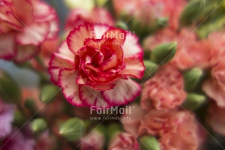 Fair Trade Photo Artistique, Colour image, Day, Flower, Focus on foreground, Garden, Green, Horizontal, Outdoor, Peru, Pink, South America