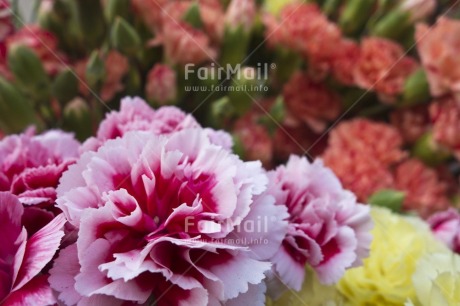 Fair Trade Photo Artistique, Colour image, Day, Flower, Focus on foreground, Garden, Horizontal, Outdoor, Peru, Pink, South America, White