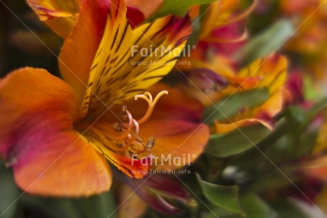 Fair Trade Photo Artistique, Colour image, Day, Flower, Focus on foreground, Food and alimentation, Fruits, Garden, Horizontal, Orange, Outdoor, Peru, South America, Yellow