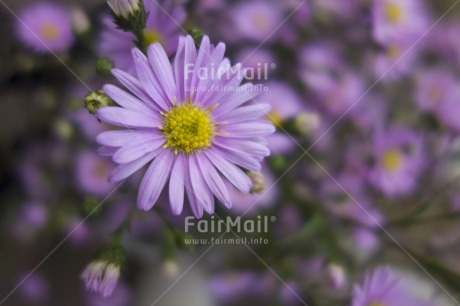 Fair Trade Photo Artistique, Colour image, Day, Flower, Focus on foreground, Garden, Horizontal, Outdoor, Peru, Purple, South America, Yellow