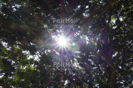 Fair Trade Photo Colour image, Day, Forest, Horizontal, Light, Nature, Outdoor, Peru, South America, Spirituality, Tree