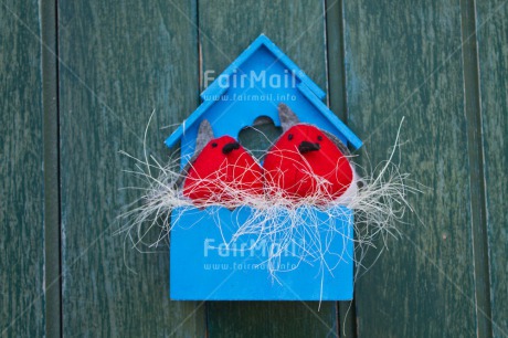 Fair Trade Photo Animals, Bird, Birdhouse, Blue, Colour image, Couple, Horizontal, Love, Nest, New home, Peru, Red, South America, Together, Valentines day