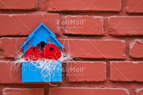 Fair Trade Photo Animals, Bird, Birdhouse, Blue, Colour image, Couple, Horizontal, Love, Nest, New home, Peru, Red, South America, Together, Valentines day