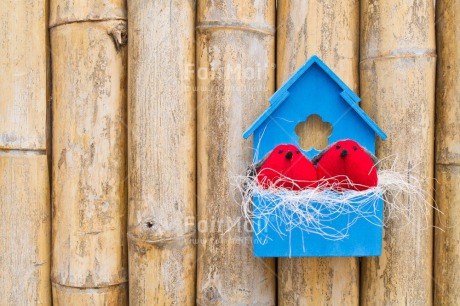 Fair Trade Photo Animals, Bird, Birdhouse, Blue, Colour image, Couple, Horizontal, Love, Nest, New home, Peru, Red, South America, Together, Valentines day