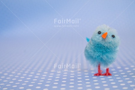 Fair Trade Photo Birth, Blue, Boy, Chicken, Colour image, Horizontal, New baby, People, Peru, South America