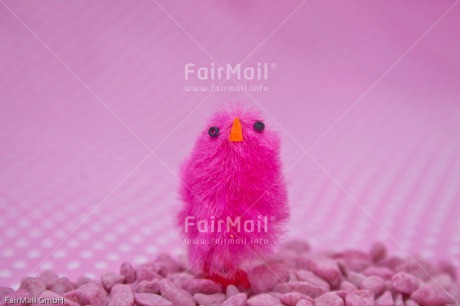 Fair Trade Photo Birth, Chick, Colour image, Girl, Horizontal, New baby, People, Peru, Pink, South America