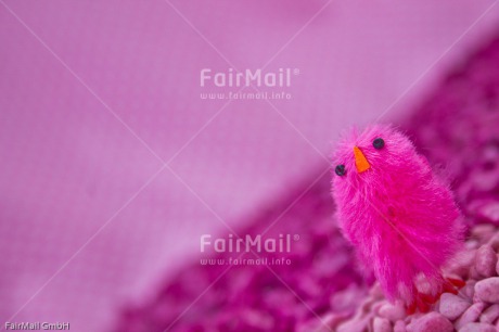 Fair Trade Photo Birth, Chick, Colour image, Girl, Horizontal, New baby, People, Peru, Pink, South America