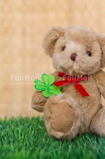Fair Trade Photo Animals, Bear, Birthday, Clover, Colour image, Congratulations, Friendship, Grass, Green, Peluche, Peru, South America, Success, Teddybear, Thinking of you, Well done