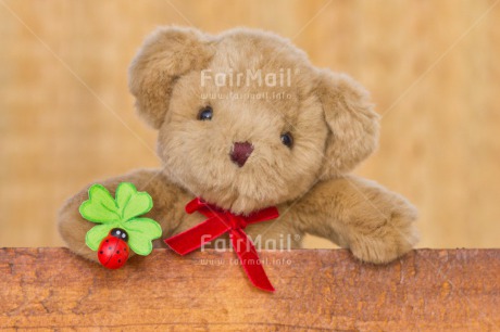 Fair Trade Photo Animals, Bear, Birthday, Clover, Colour image, Congratulations, Friendship, Green, Peluche, Peru, South America, Success, Teddybear, Thinking of you, Well done