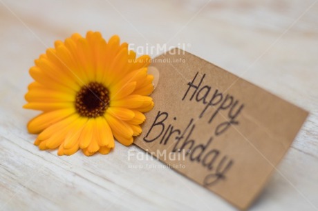 Fair Trade Photo Birthday, Colour, Colour image, Emotions, Flower, Happy, Horizontal, Letter, Nature, Object, Party, Peru, Place, South America, Text, White, Yellow