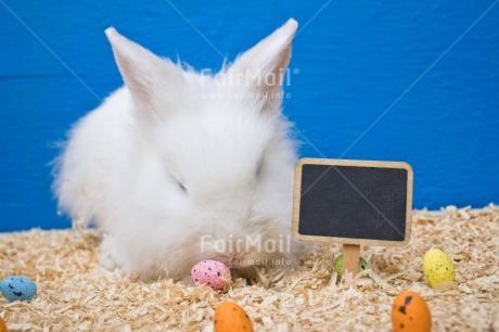 Fair Trade Photo Adjective, Animal, Animals, Birthday, Blackboard, Blue, Colour, Congratulations, Easter, Egg, Food and alimentation, Horizontal, Object, Rabbit