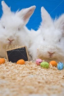 Fair Trade Photo Adjective, Animal, Animals, Birthday, Blackboard, Blue, Colour, Congratulations, Easter, Egg, Food and alimentation, Friendship, Object, Rabbit, Vertical