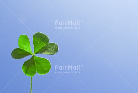 Fair Trade Photo Colour image, Condolence-Sympathy, Good luck, Horizontal, Leaf, Nature, Peru, South America, Trefoil