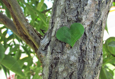 Fair Trade Photo Colour image, Condolence-Sympathy, Good luck, Heart, Horizontal, Leaf, Nature, Peru, South America, Tree