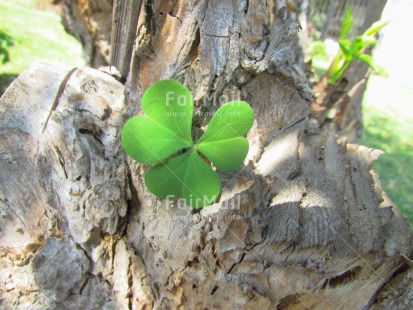 Fair Trade Photo Colour image, Condolence-Sympathy, Good luck, Horizontal, Leaf, Nature, Peru, South America, Trefoil